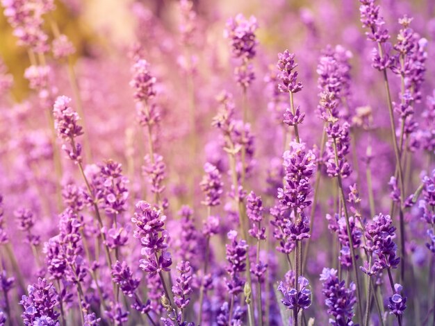 Soft focus sui fiori di lavanda.