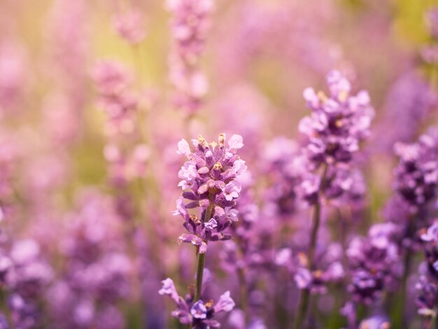 Soft focus sui fiori di lavanda.