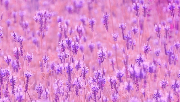 Soft focus viola campo di fiori di lavanda, relax e concetto di aromaterapia