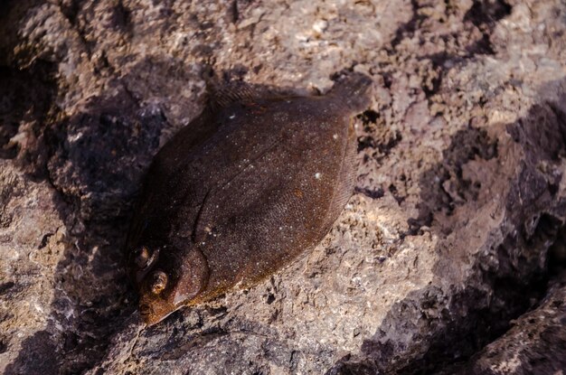 Sogliola Fresca Intera Di Pesce