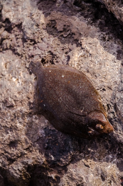 Sogliola Fresca Intera Di Pesce