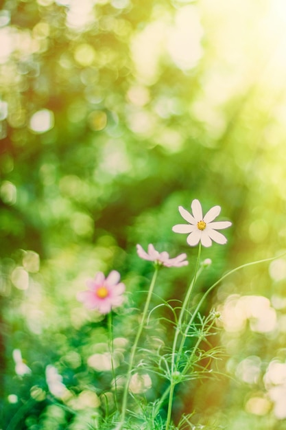 Sogno del giardino in una giornata di sole