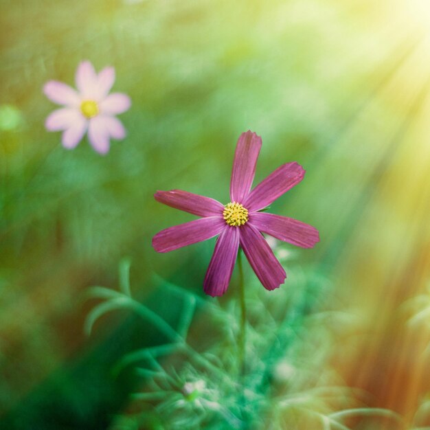 Sogno del giardino in una giornata di sole