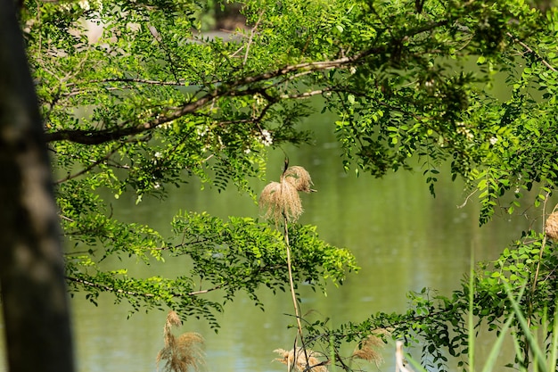 Sogno verde