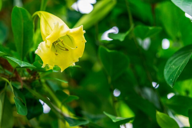 Solandra grandiflora e vite verde