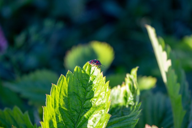 Soldato Beetle arrampicata su una foglia