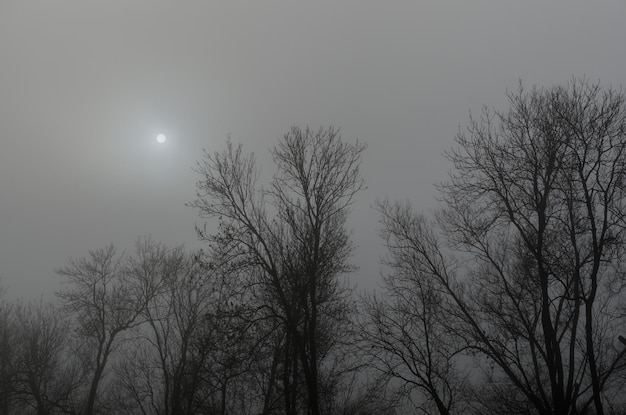 Sole agli alberi nella nebbia