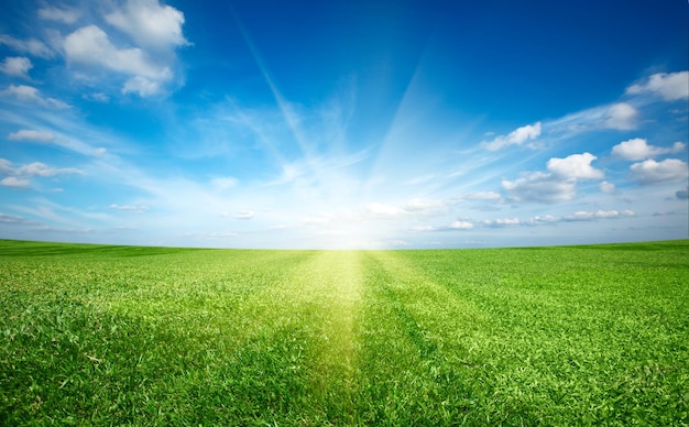 Sole al tramonto e campo di erba fresca verde sotto il cielo blu