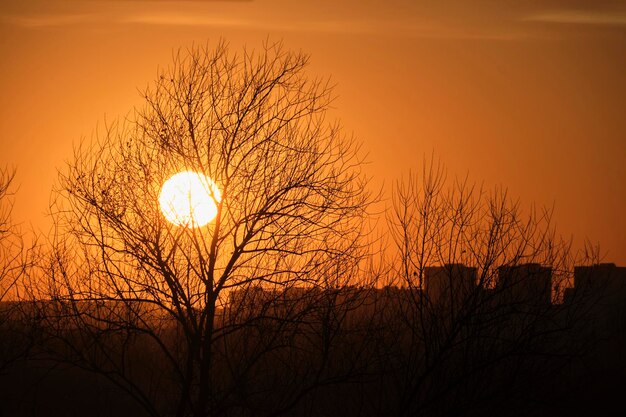 Sole al tramonto scarlatto contro alberi di sagoma e case di città