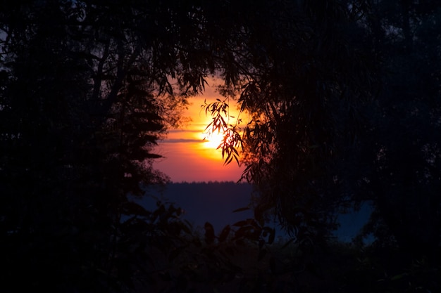 sole arancione che sorge attraverso i rami degli alberi