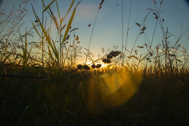 sole attraverso le piante