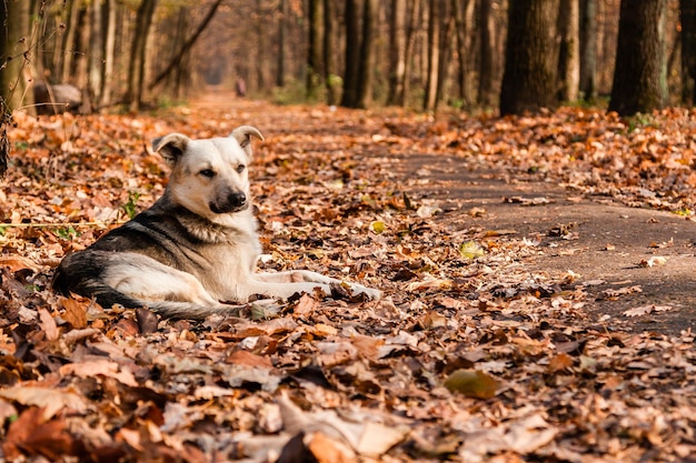 Sole autunnale tra le foglie su cui giace il cane
