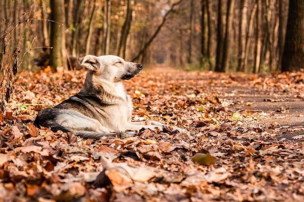 Sole autunnale tra le foglie su cui giace il cane