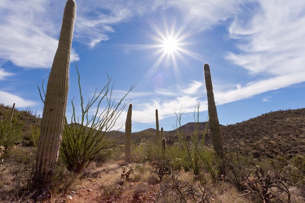 Sole caldo su Saguaro NP vicino a Tucson Arizona US