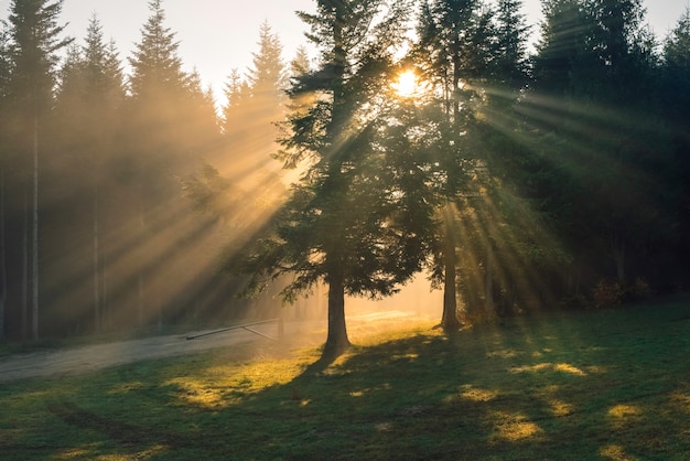 Sole che dissipa la fitta nebbia nella foresta dei Carpazi