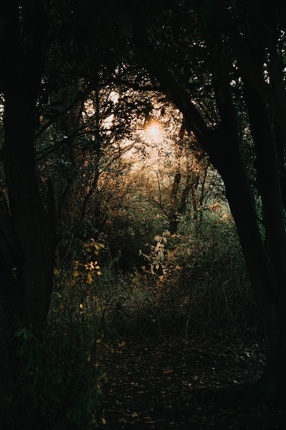 Sole che irrompe tra gli alberi della foresta