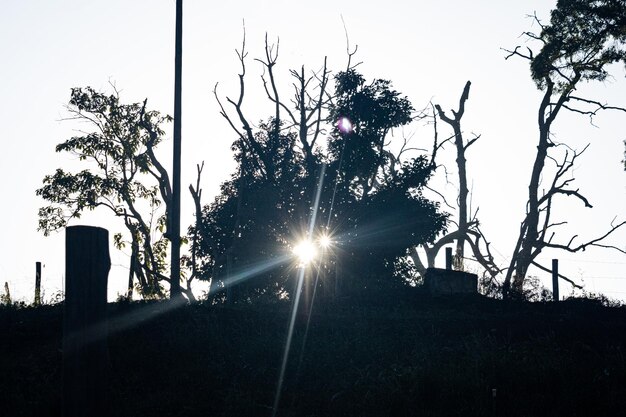 Sole che sorge tra gli alberi nella località di Arace nello stato di Espirito Santo Brasile