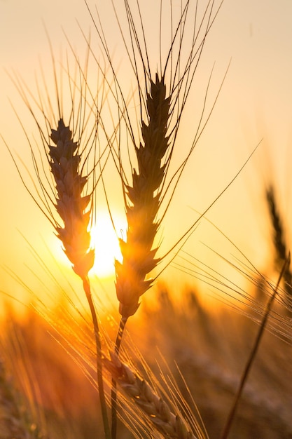 Sole che splende attraverso l'orzo dorato, pianta di grano all'alba, tramonto