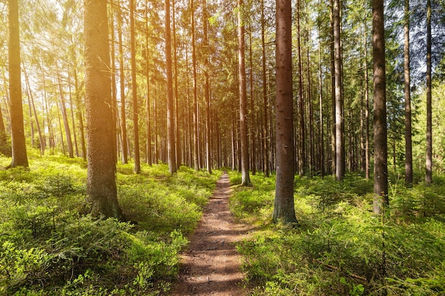 Sole che splende nel bosco