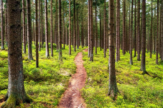 Sole che splende nel bosco