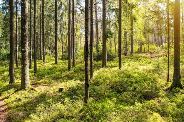 Sole che splende nel bosco