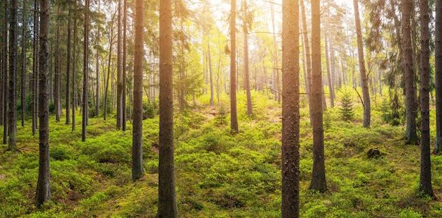 Sole che splende nel bosco