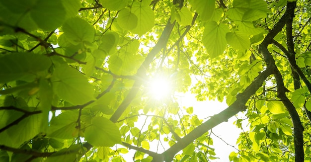 Sole che splende nel bosco