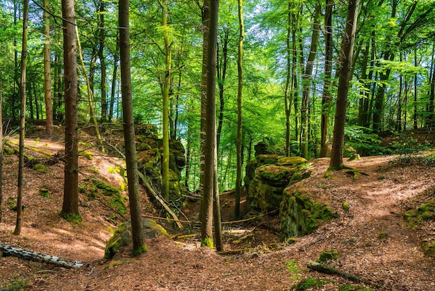 Sole che splende nel bosco