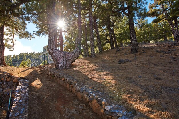 Sole che splende su alberi ad alto fusto nella foresta di La Palma Isole Canarie Natura rilassante con splendidi rami e cespugli verdi lussureggianti viste panoramiche perfette con bellezza nascosta pace e armonia in Spagna