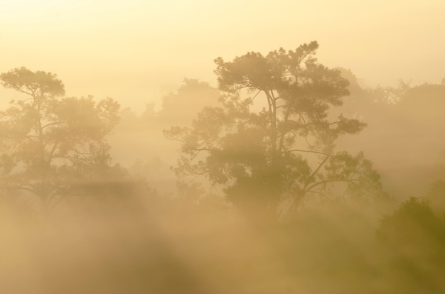 Sole del mattino nel mezzo della foresta del parco nazionale