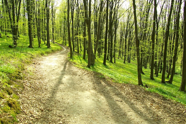 Sole del primo mattino nella foresta verde