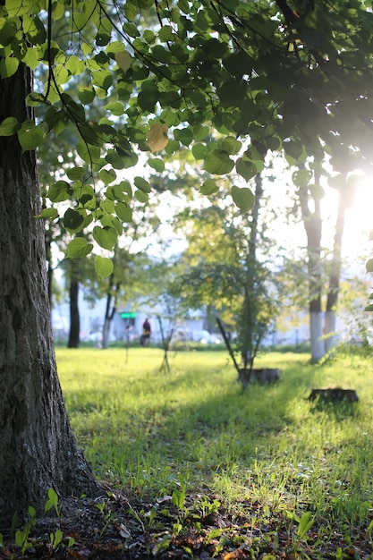 Sole delle foglie del parco