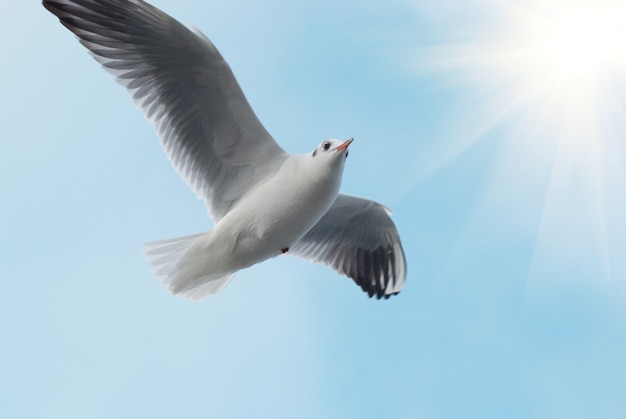 Sole e gabbiano sul cielo blu.