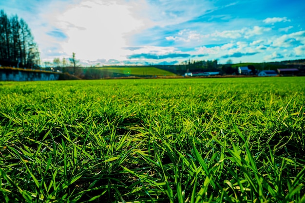 Sole e tappeto erboso La vasta terra di Hokkaido