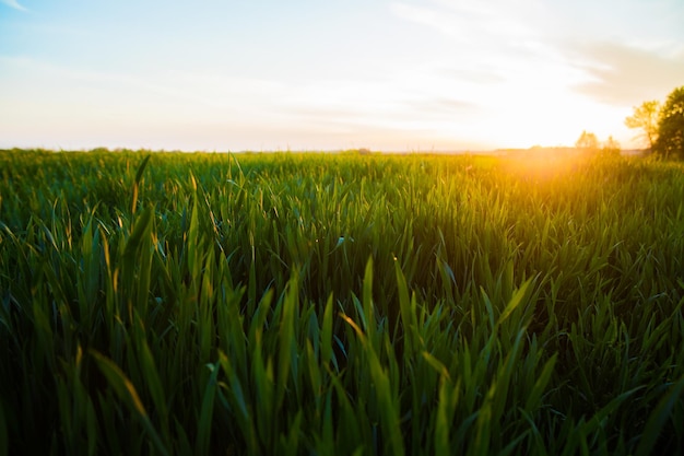 Sole estivo che splende sul paesaggio agricolo del campo di grano verde Giovane grano verde nel tramonto