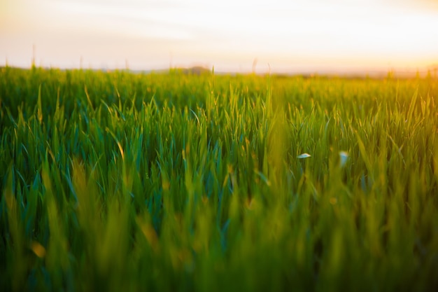 Sole estivo che splende sul paesaggio agricolo del campo di grano verde Giovane grano verde nel tramonto