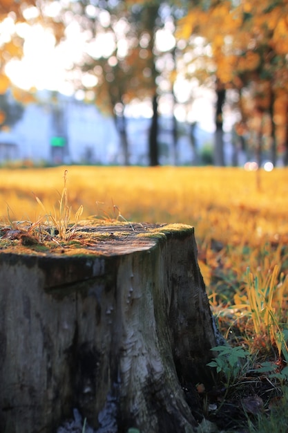 Sole foglia d'autunno del parco