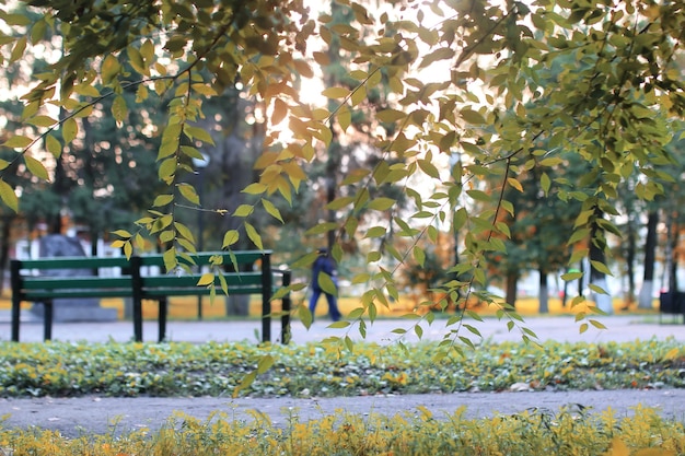 Sole foglia d'autunno del parco