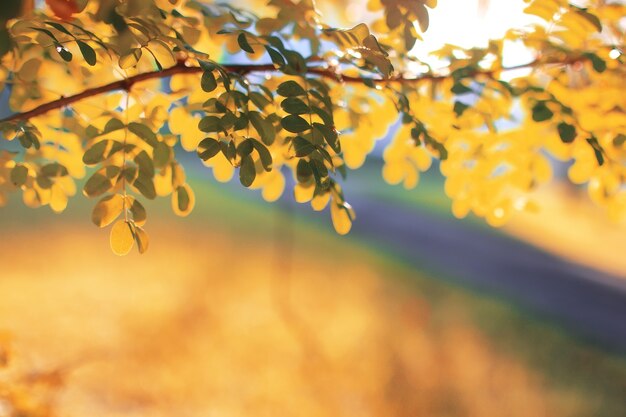 Sole foglia d'autunno del parco