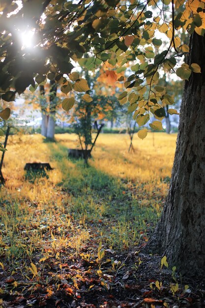 Sole foglia d'autunno del parco