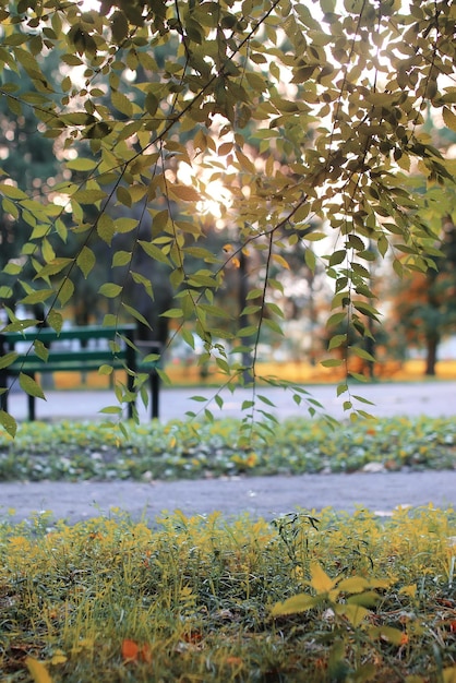 Sole foglia d'autunno del parco