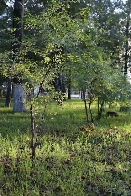 Sole foglia del parco