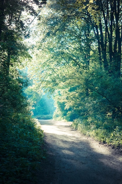 Sole mattutino nella corona decidua verde della foresta e sentiero di messa a terra della pista sterrata
