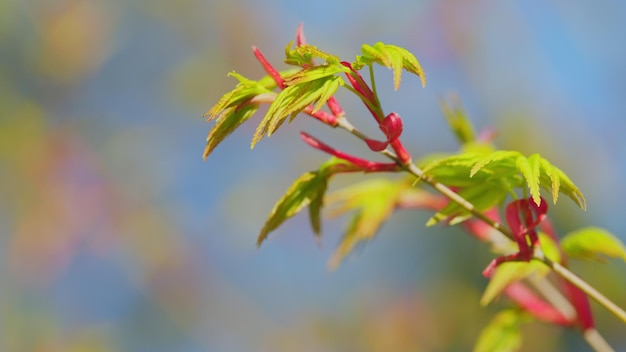 Sole nel giardino foglie verdi di aceri giapponesi che stanno fiorendo all'inizio di
