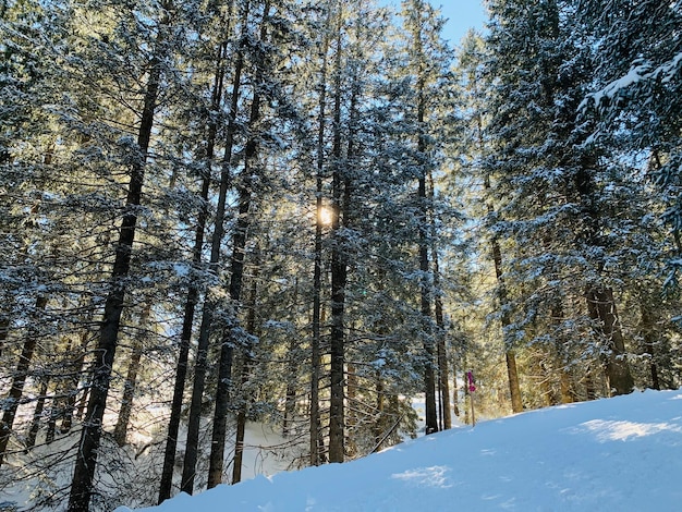 Sole nella foresta durante l'inverno