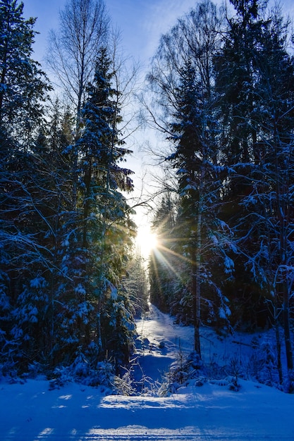 Sole nella foresta invernale