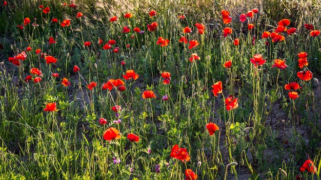 Sole serale che illumina un campo di papaveri in Toscana