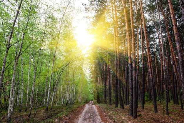 Sole splendente sulla strada di campagna nella foresta mista