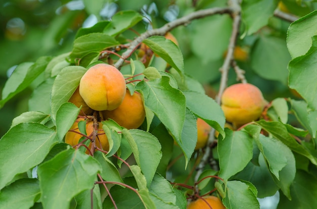 Sole sui rami dell&#39;albero di albicocca biologico