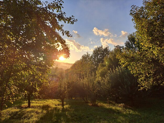 Sole sul giardino